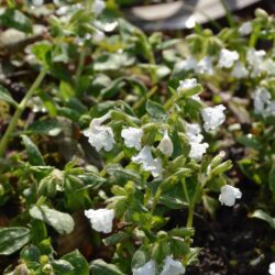 Pulmonaria Sissinghurst White