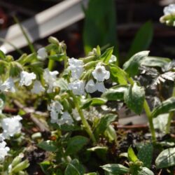 Pulmonaria Sissinghurst White