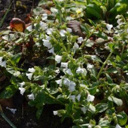 Pulmonaria Sissinghurst White