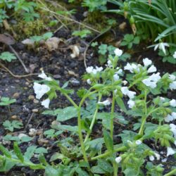 Pulmonaria Sissinghurst White