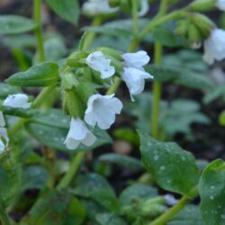 Pulmonaria Sissinghurst White