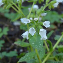 Pulmonaria Sissinghurst White