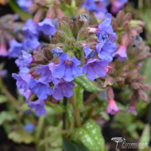 Pulmonaria Trevi Fountain