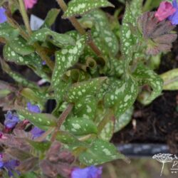 Pulmonaria Trevi Fountain