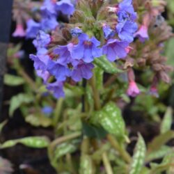 Pulmonaria Trevi Fountain