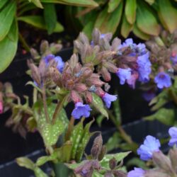 Pulmonaria Trevi Fountain