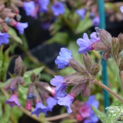 Pulmonaria Trevi Fountain