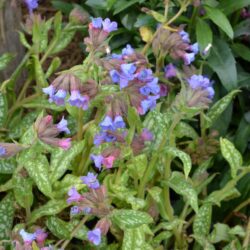 Pulmonaria Trevi Fountain