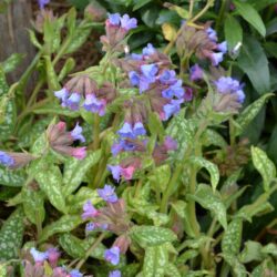 Pulmonaria Trevi Fountain