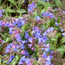 Pulmonaria Trevi Fountain