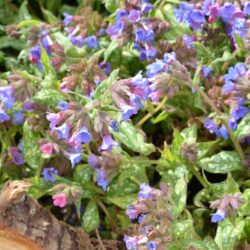 Pulmonaria Trevi Fountain