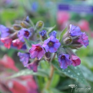 Pulmonaria Victorian Brooch