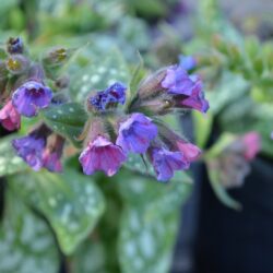 Pulmonaria Victorian Brooch