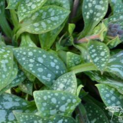 Pulmonaria Victorian Brooch