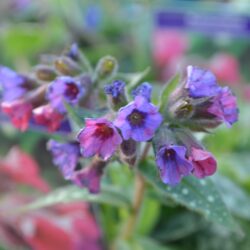 Pulmonaria Victorian Brooch