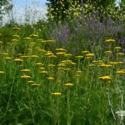 Achillea filipendulina Parker's Variety