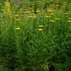 Achillea filipendulina Parker's Variety