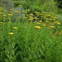 Achillea filipendulina Parker's Variety