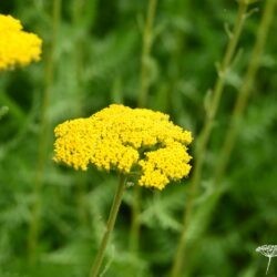 Achillea filipendulina Parker's Variety