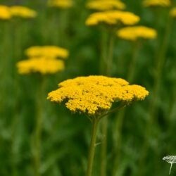 Achillea filipendulina Parker's Variety