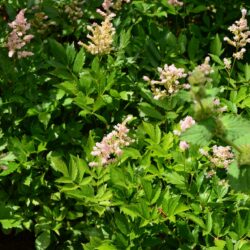 Astilbe Europa