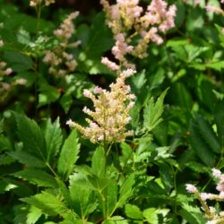 Astilbe Europa