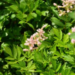 Astilbe Europa