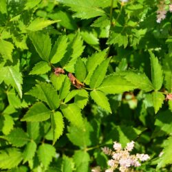 Astilbe Europa