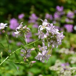 Campanula lactiflora Loddon Anna