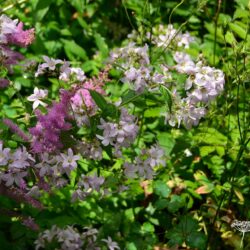 Campanula lactiflora Loddon Anna