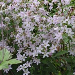 Campanula lactiflora Loddon Anna