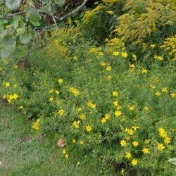 Coreopsis verticilata Grandiflora