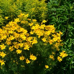 Coreopsis verticilata Grandiflora