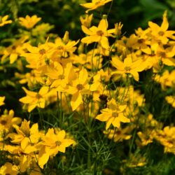 Coreopsis verticilata Grandiflora