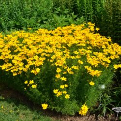 Coreopsis verticilata Grandiflora