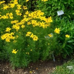 Coreopsis verticilata Zagreb