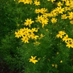 Coreopsis verticilata Zagreb