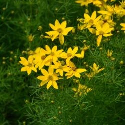 Coreopsis verticilata Zagreb