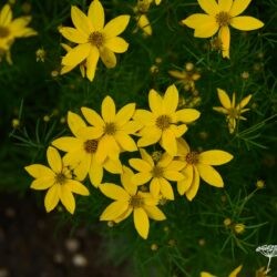 Coreopsis verticilata Zagreb