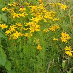 Coreopsis verticillata Grandiflora