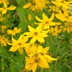 Coreopsis verticillata Grandiflora