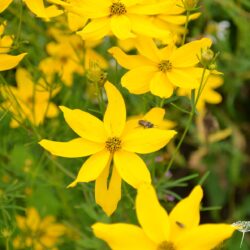 Coreopsis verticillata Grandiflora