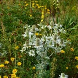 Eryngium giganteum