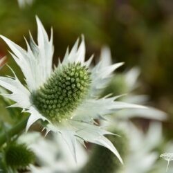 Eryngium giganteum