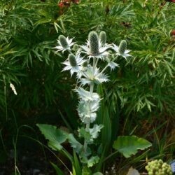 Eryngium giganteum