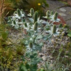 Eryngium giganteum