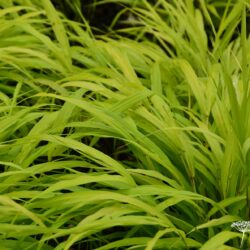 Hakonechloa macra All Gold