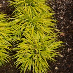 Hakonechloa macra All Gold