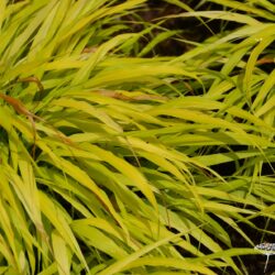 Hakonechloa macra All Gold