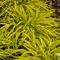 Hakonechloa macra All Gold